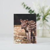 Braziliaanse Tapir, jong kalf naast de rivier Briefkaart (Staand voorkant)