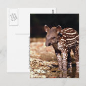 Braziliaanse Tapir, jong kalf naast de rivier Briefkaart (Voorkant / Achterkant)