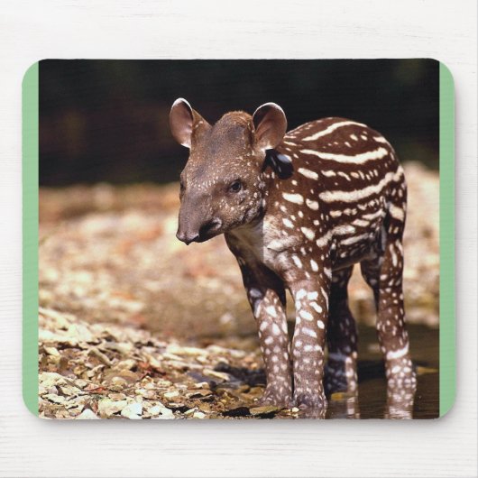 Braziliaanse Tapir, jong kalf naast de rivier Muismat (Voorkant)