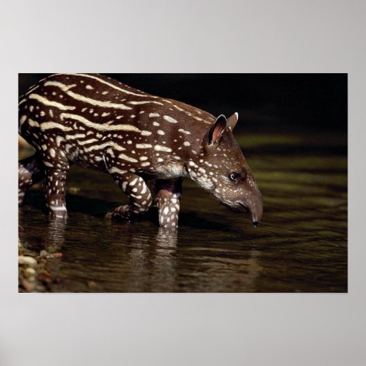 Braziliaanse Tapir, jong kalf naast de rivier Poster (Voorkant)
