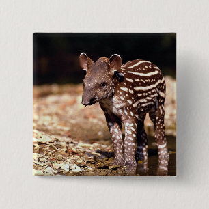 Braziliaanse Tapir, jong kalf naast de rivier Vierkante Button 5,1 Cm