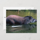 Braziliaanse Tapir (Tapirus terrestris) Briefkaart (Voorkant / Achterkant)