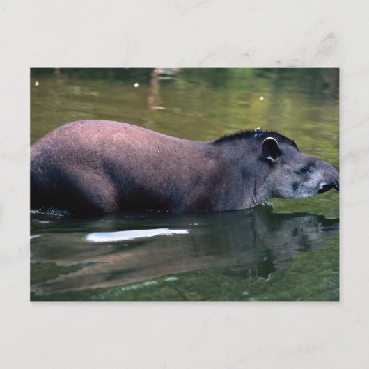 Braziliaanse Tapir (Tapirus terrestris) Briefkaart (Voorkant)