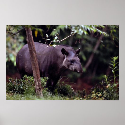 Braziliaanse Tapir (Tapirus terrestris) Poster (Voorkant)
