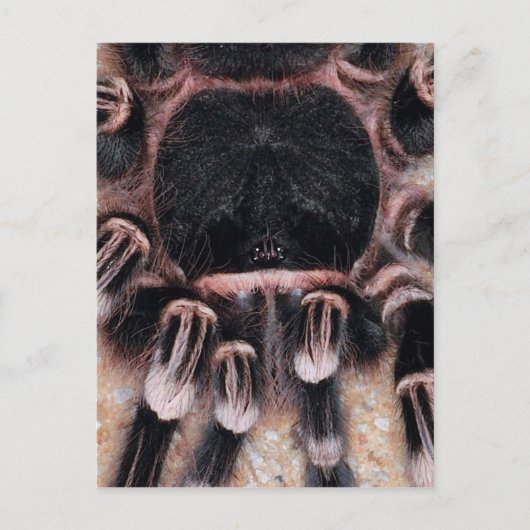 Braziliaanse witte knie Tarantula Briefkaart (Voorkant)