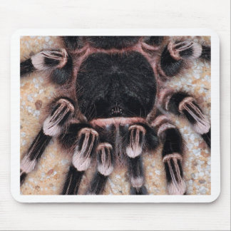 Braziliaanse witte knie Tarantula Muismat
