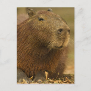 Brazilië, Pantanal, Matto Grosso. Capibara Briefkaart