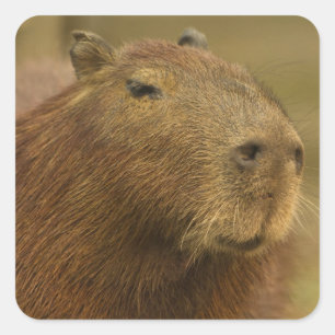 Brazilië, Pantanal, Matto Grosso. Capibara Vierkante Sticker