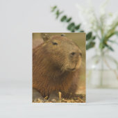 Brazilië, Pantanal, Matto Grosso. Capybara Briefkaart (Staand voorkant)