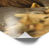 Brazilië, Pantanal, Matto Grosso. Capybara Foto Afdruk (Hoek)