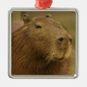 Brazilië, Pantanal, Matto Grosso. Capybara Metalen Ornament