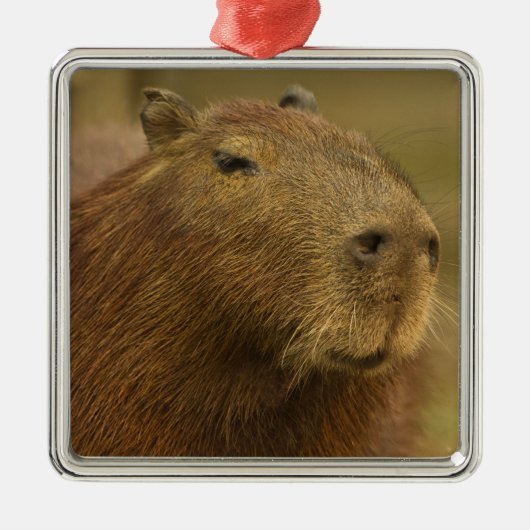 Brazilië, Pantanal, Matto Grosso. Capybara Metalen Ornament (Voorkant)