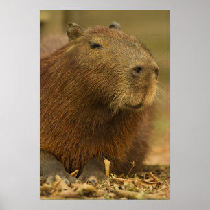 Brazilië, Pantanal, Matto Grosso. Capybara Poster