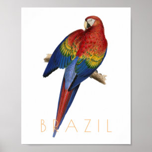 Brazilië reist Macaw-vogel midden eeuw Poster