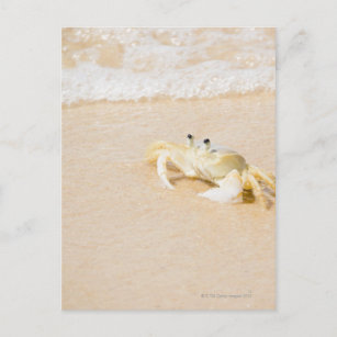 Brazilië, Rio de Janeiro, Buzios, Crab op Briefkaart