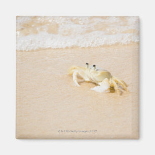 Brazilië, Rio de Janeiro, Buzios, Crab op Magneet