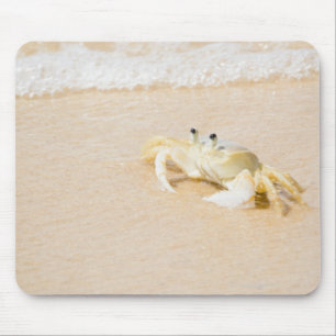 Brazilië, Rio de Janeiro, Buzios, Crab op Muismat