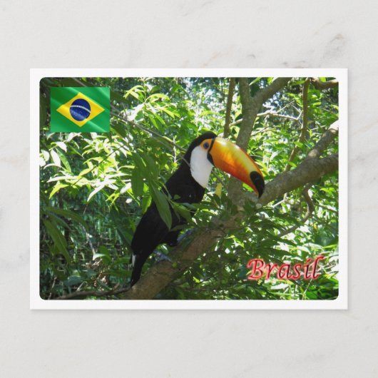 Brazilië - Toco Toucan - Briefkaart (Voorkant)
