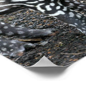 Brazillian Tapir Posters (Hoek)