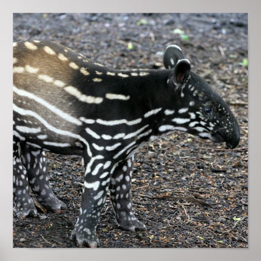Brazillian Tapir Posters (Voorkant)