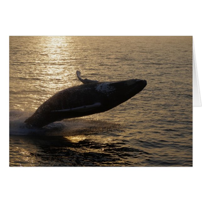 Breach Humpback (Voorkant Horizontaal)