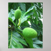 Breadfruit Poster (Voorkant)