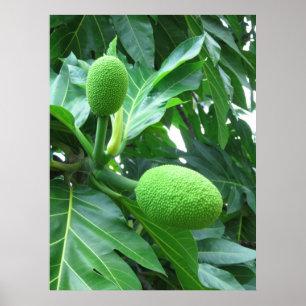 Breadfruit Poster