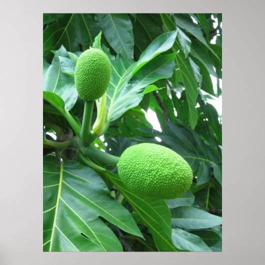 Breadfruit Poster (Voorkant)