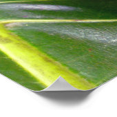 Breadfruitboom Poster (Hoek)