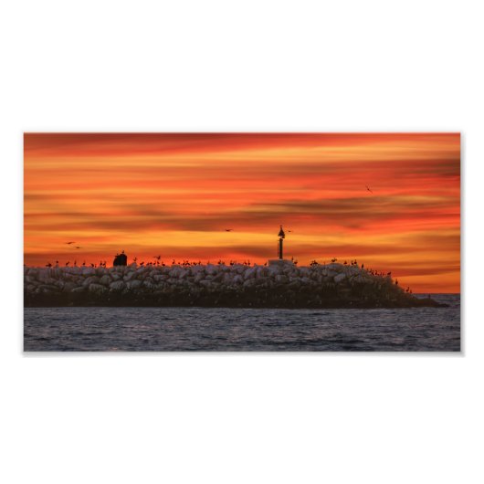 Breakwall with Pelicans - Marina Del Rey, CA Foto Afdruk (Voorkant)