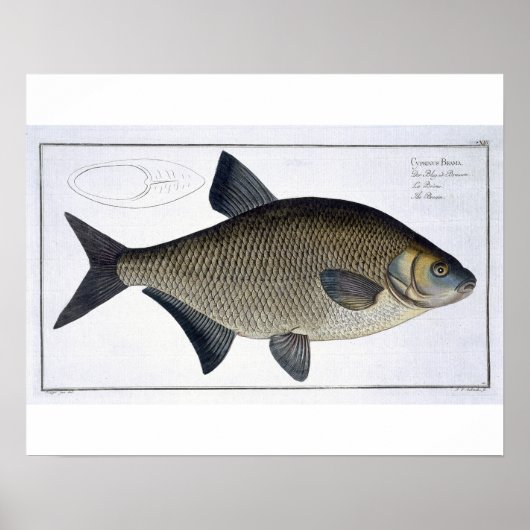 Bream (Cyprinus Brama) bord XIII uit 'Ichthyolog Poster (Voorkant)