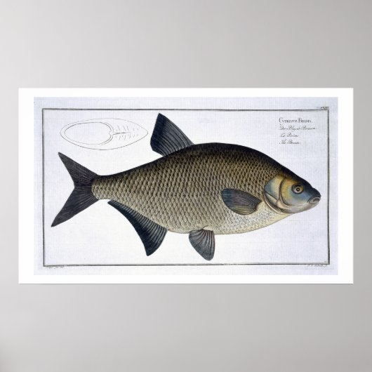 Bream (Cyprinus Brama) bord XIII uit 'Ichthyolog Poster (Voorkant)