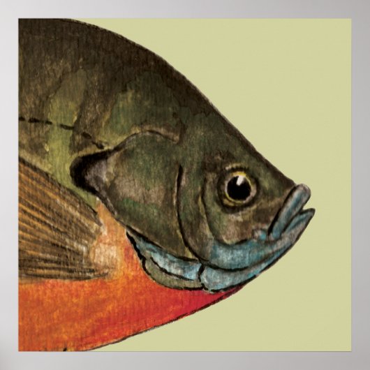 Bream Gevist Poster (Voorkant)