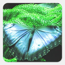 Breatininatie van Iridescent Blue Butterfly Vierkante Sticker