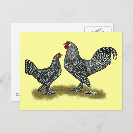Breda Chickens Cuckoo Briefkaart (Voorkant / Achterkant)
