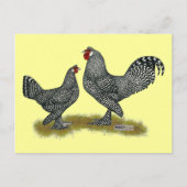 Breda Chickens Cuckoo Briefkaart (Voorkant)