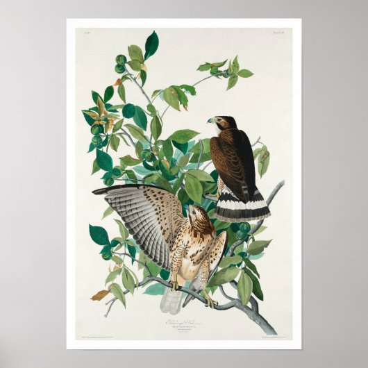 Brede Hawk door Poster van Audubon (Voorkant)