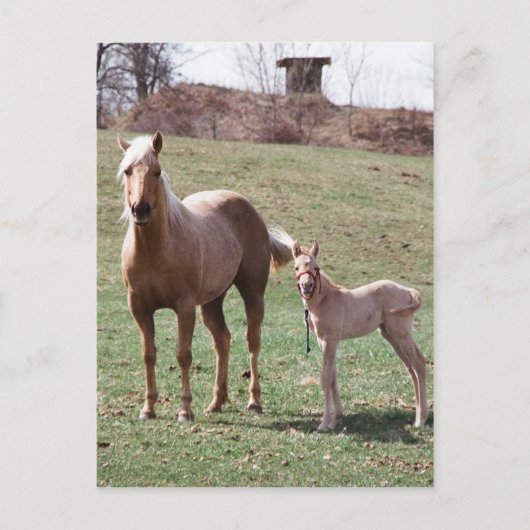 Bree en Jac Briefkaart (Voorkant)