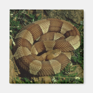Breed-banded Copperhead Slang Koelkast Magneet