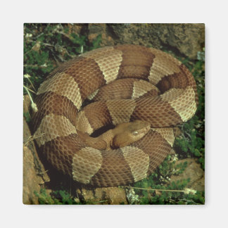 Breed-banded Copperhead Slang Koelkast Magneet