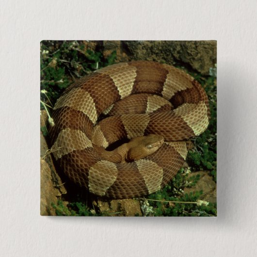 breed-verbonden copperhead-knop pinback vierkante button 5,1 cm (Voorkant)