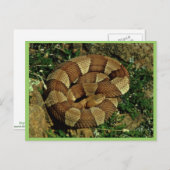 Breedbandkopperkop Briefkaart (Voorkant / Achterkant)