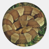 Breedbandkopperkop Ronde Sticker (Voorkant)