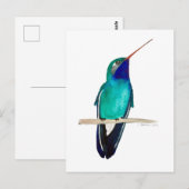 Breedbekkolibrie Briefkaart (Voorkant / Achterkant)