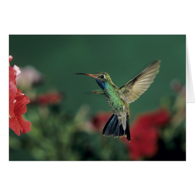 Breedbekkolibrie, Cynanthus (Voorkant Horizontaal)