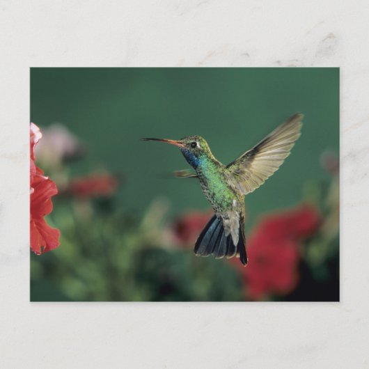 Breedbekkolibrie, Cynanthus Briefkaart (Voorkant)