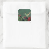 Breedbekkolibrie, Cynanthus Vierkante Sticker (Tas)