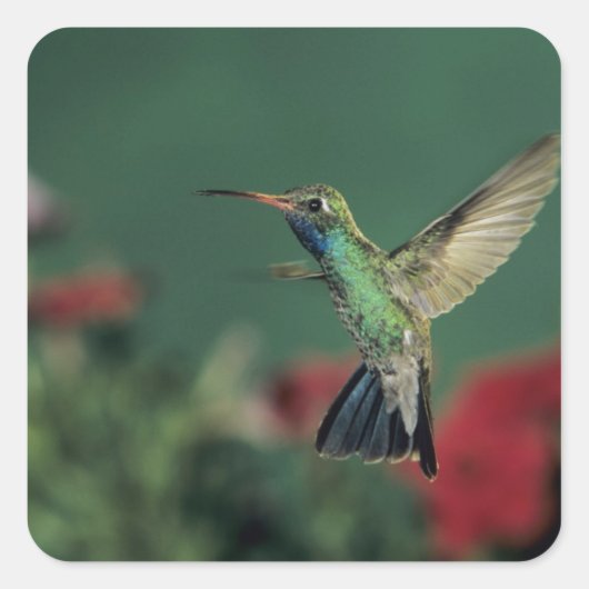 Breedbekkolibrie, Cynanthus Vierkante Sticker (Voorkant)