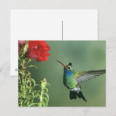 Breedbekkolibrie mannetje briefkaart (Voorkant / Achterkant)