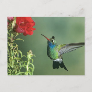 Breedbekkolibrie mannetje briefkaart